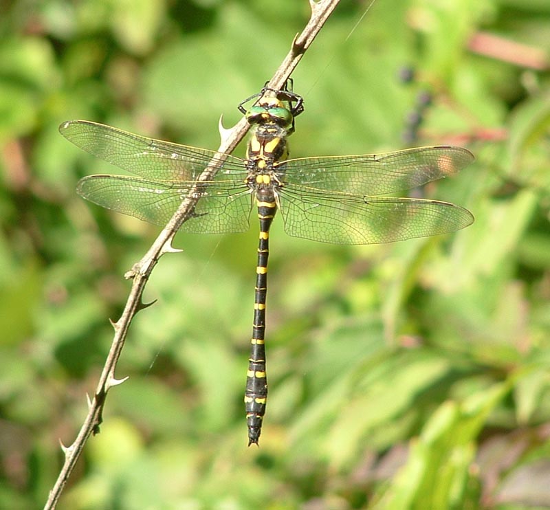 Cordulegaster boltonii